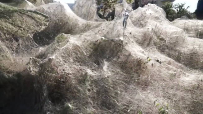 Walk into my parlor: Greek spiders spin giant web over shore