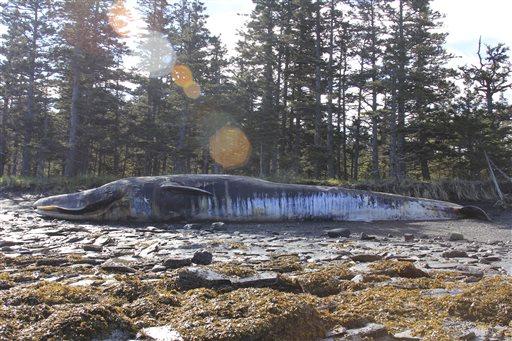 Further investigation planned in whale deaths in Alaska