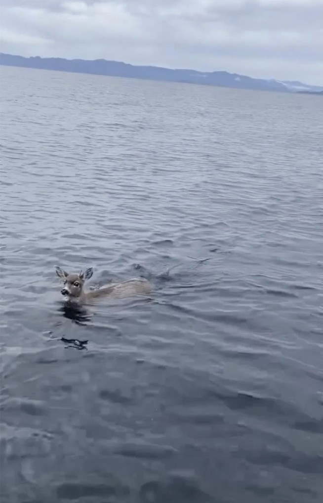 Deer struggling in cold Alaskan waters saved by wildlife troopers who give them a lift in their boat