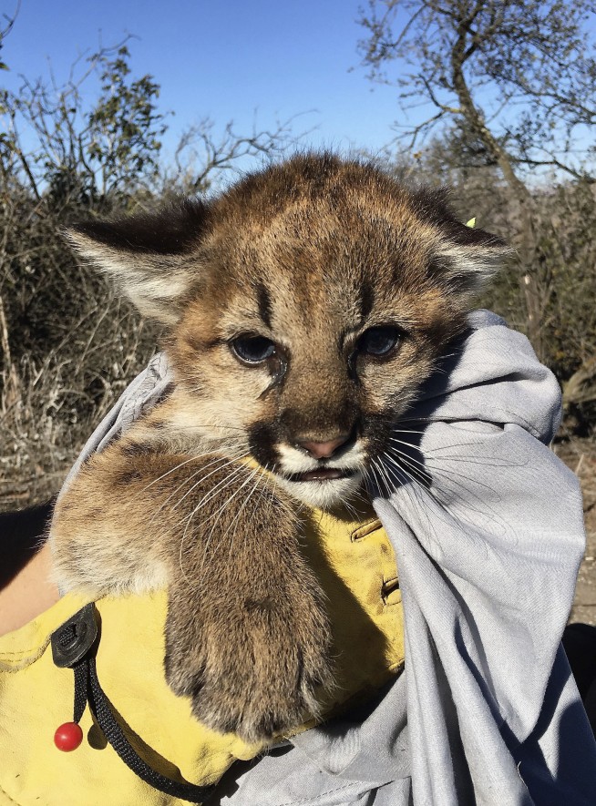 Mountain lion kittens found under picnic table in California