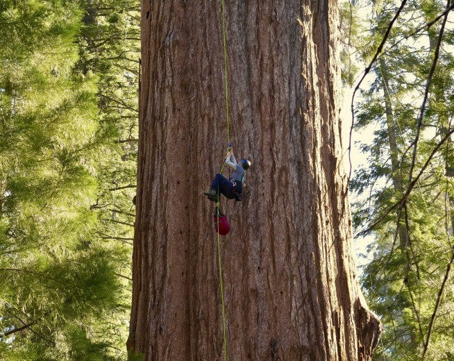General Sherman passes health check but world's largest trees face growing climate threats