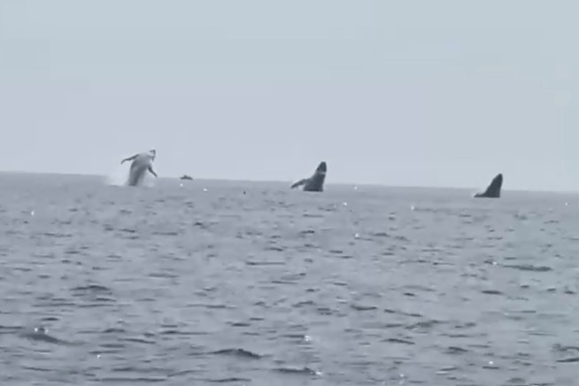 'Whale ballet': Video shows 3 humpbacks jump in unison, a birthday surprise for man and daughters