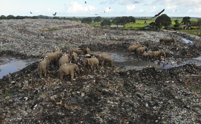 Elephants dying from eating plastic waste in Sri Lankan dump