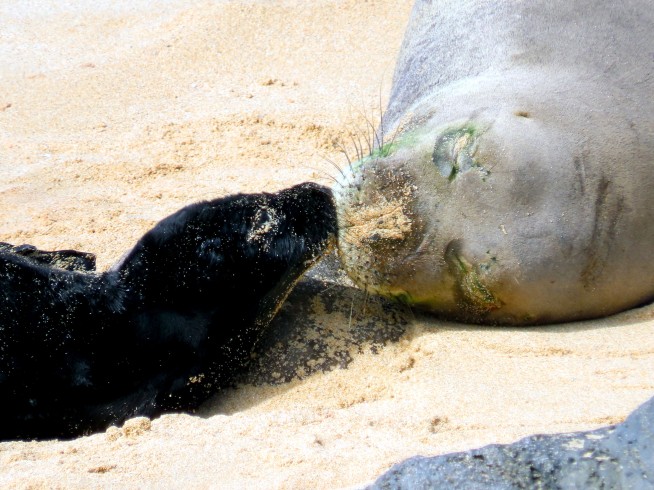 Birth of endangered Hawaiian monk seal caught on camera