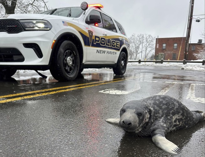 Underweight baby seal is rescued from Connecticut streets and recovering at an aquarium