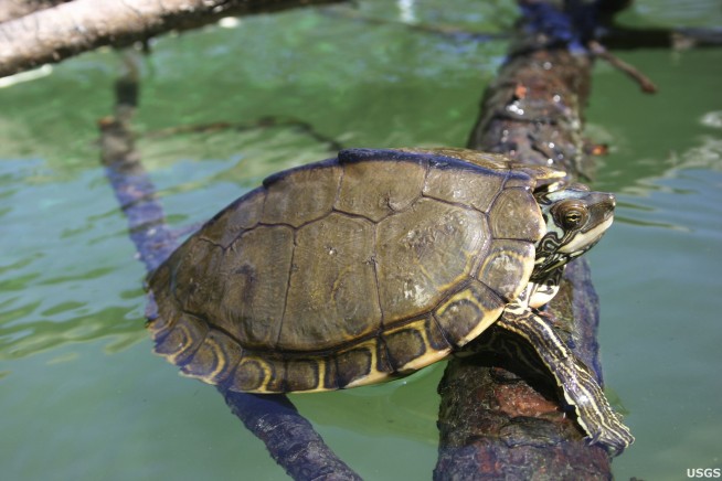 Feds to decide if 2 Mississippi turtles need protection