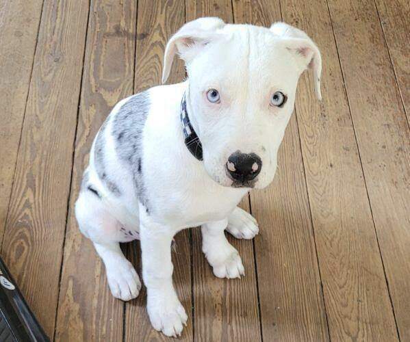 A New Orleans police officer who fatally shot a puppy goes on trial in a lawsuit