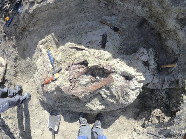 Scientists discover a new dinosaur from Argentina with a crocodile bone in its mouth