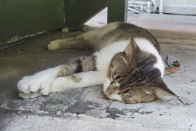 Ernest Hemingway fans celebrate the author's 125th birthday in his beloved Key West