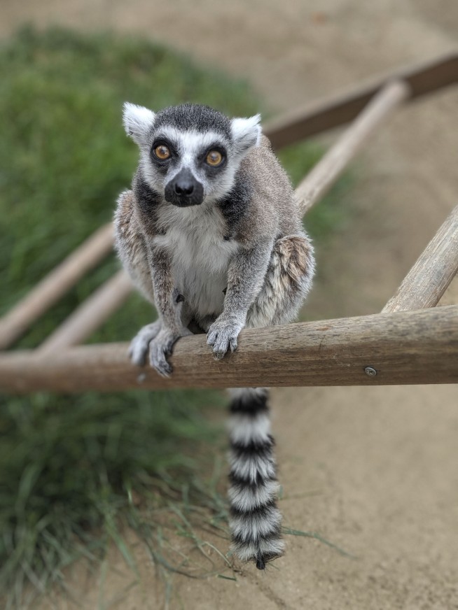 Man pleads guilty to taking lemur from California zoo