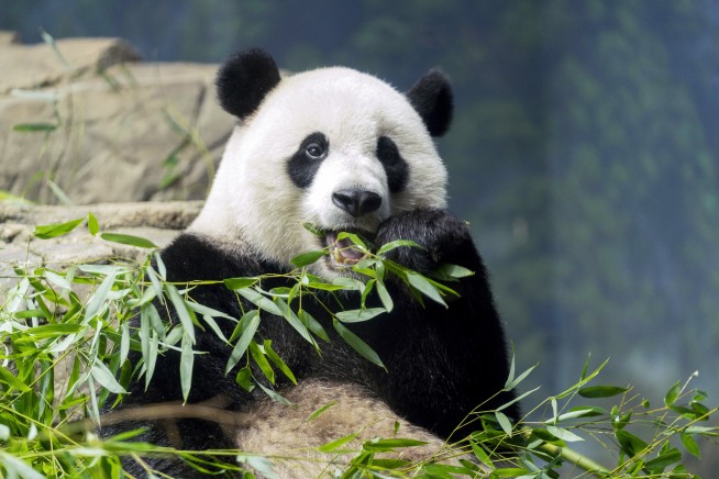 Pandas could be gone from America's zoos by the end of next year