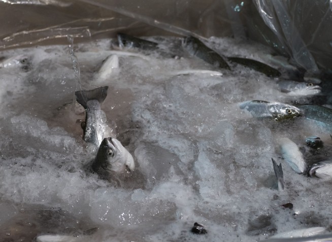 A food bank netted a huge haul of 13,000 fresh salmon. The catch? The fish were still alive