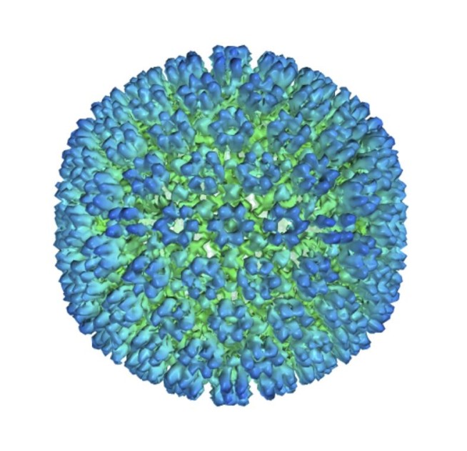 Study: Stronger evidence linking virus to multiple sclerosis