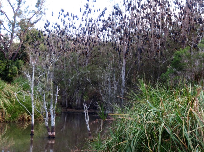 Flying, screeching, pooping visitors turn Aussie town batty