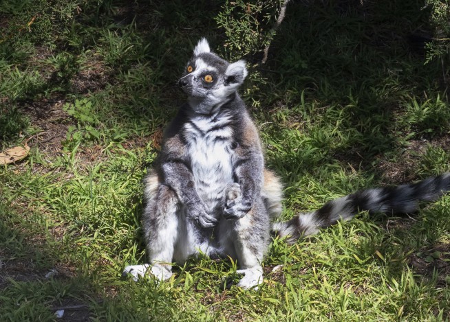 'There's a lemur!' 5-year-old helps crack SF Zoo theft case
