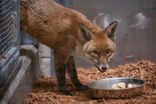 A red fox stows away on a cargo ship, traveling from England to the US