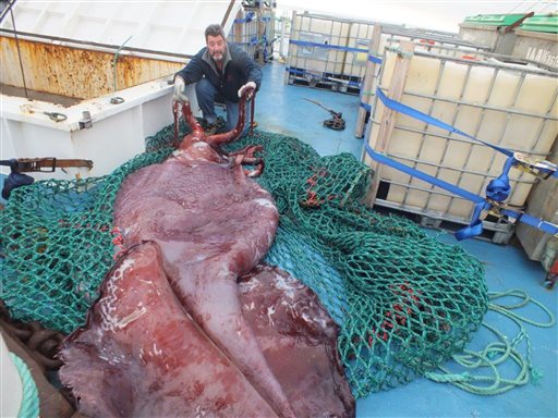 Scientists' colossal squid exam a kraken good show