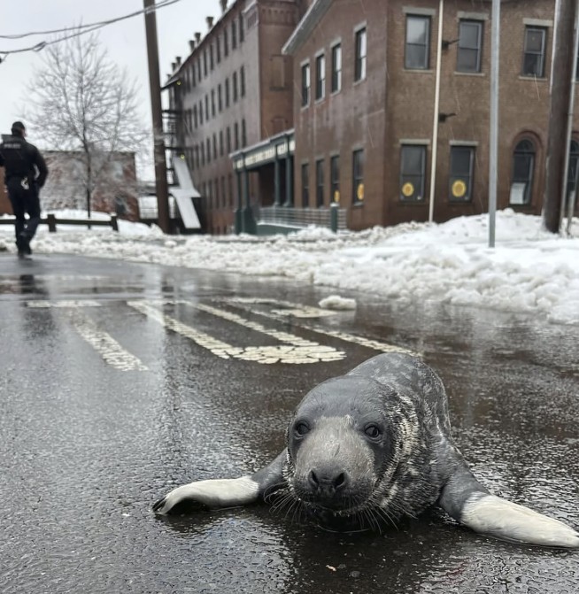 Underweight baby seal is rescued from Connecticut streets and recovering at an aquarium