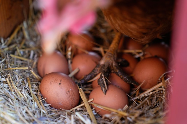 Eggs are less likely to crack when dropped on their side, according to science