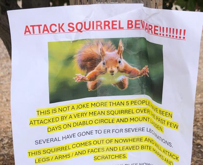 'Very mean squirrel' seeking food has sent at least 2 people to the ER in a California city