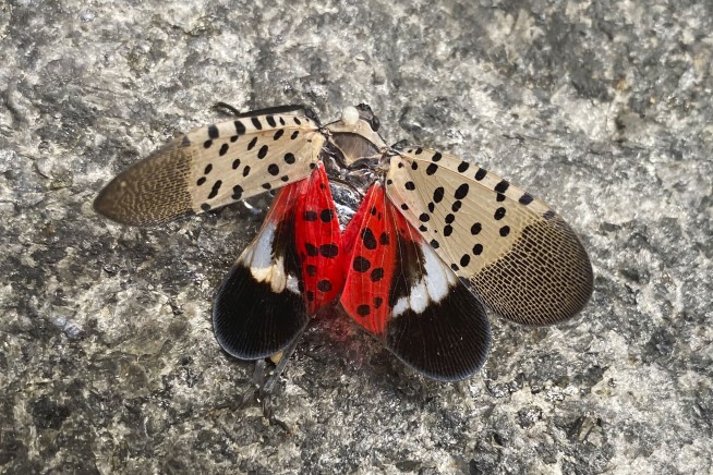 Spotted lanternfly has spread to Illinois, threatening trees and crops