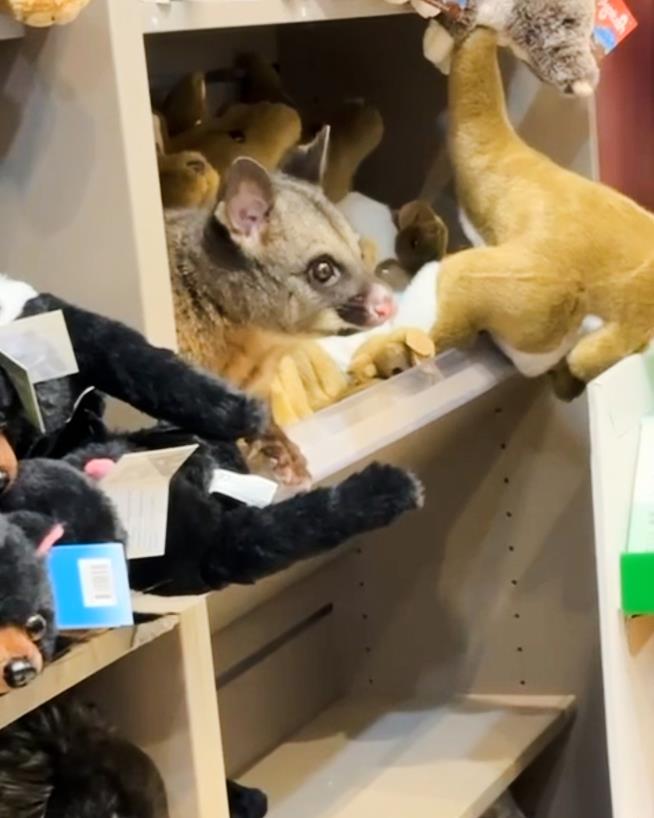 A real possum appears among plush toy animals in Australian airport gift shop