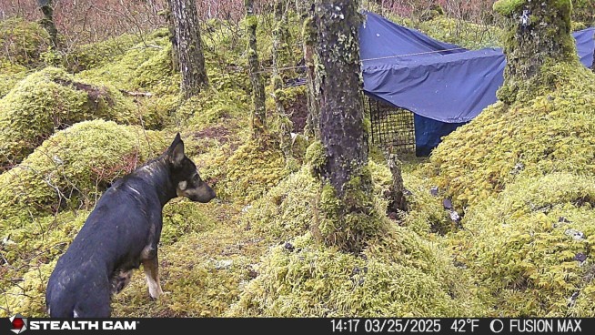 Cheeseburgers and chicken so far fail to entice a rescue dog who's spent weeks on the run in Alaska