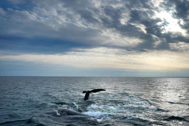 One of the world's rarest whales that makes the Atlantic its home grows in population