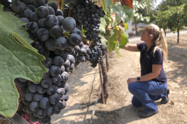 Wildfires taint West Coast vineyards with taste of smoke