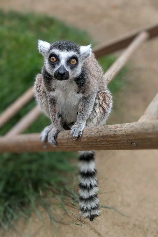 Man gets prison for stealing lemur from California zoo