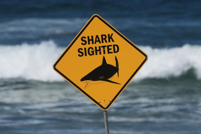 A shark kills a woman and seriously wounds another swimmer at an Australian beach