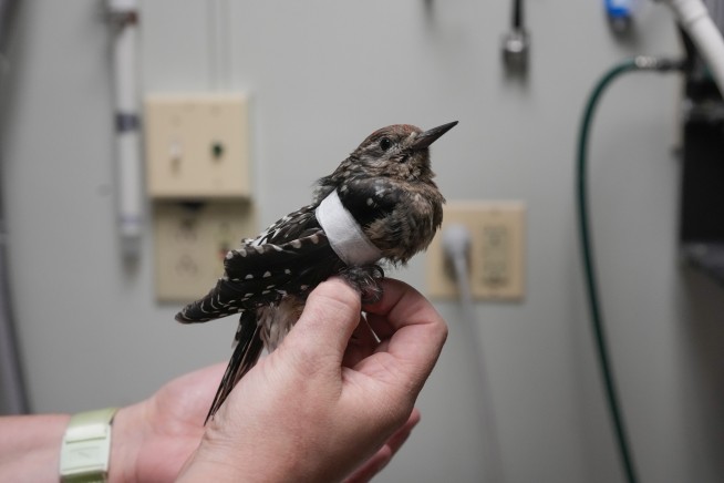 Avian enthusiasts try to counter the deadly risk of Chicago high-rises for migrating birds