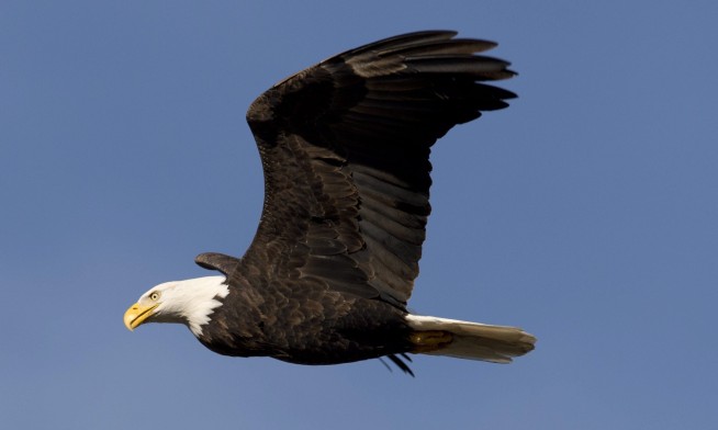 Man who admitted killing bald eagle gets 30 days for feather