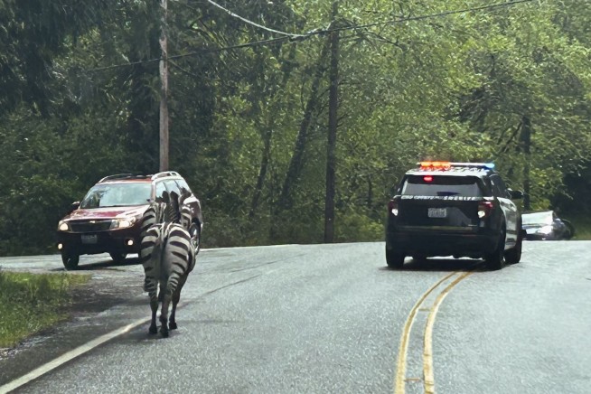 Zebras get loose near highway exit, gallop into Washington community before most are corralled
