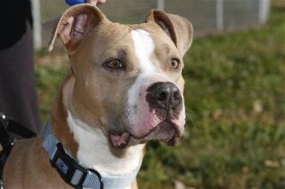 La. Family Fights Ban That Threatens Beloved Pit Bull