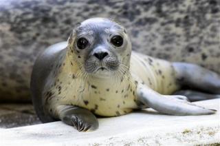 500 Dead Sea Lions Wash Up on Beach