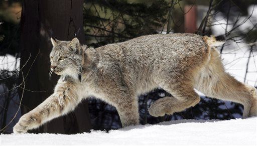 Pet Lynx Mauls Woman Feeding It