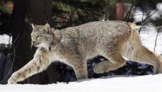 Pet Lynx Mauls Woman Feeding It