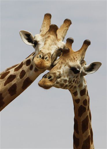 Giraffes Are Silently Disappearing