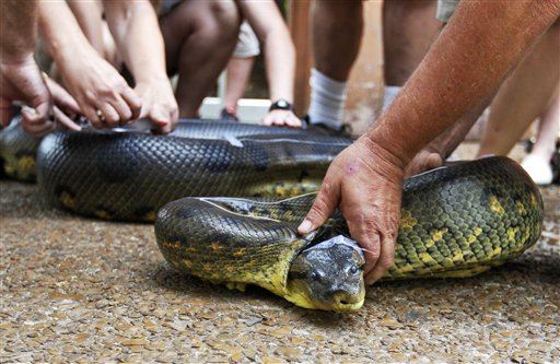 Eaten Alive Guy Needs Rescue From Anaconda