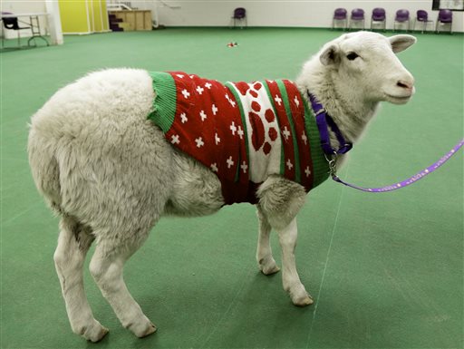 Lost Sheep in Holiday Sweater Finds His Owner