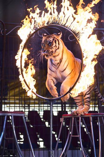 Mexico Lawmakers Ban Circus Animals