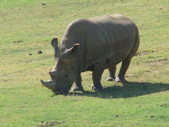 1 of Last 6 Northern White Rhinos Dies