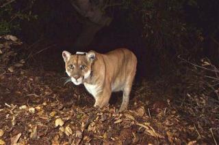Kentucky Shoots First Cougar in 150 Years
