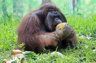 Court: Orangutan Has Human Rights