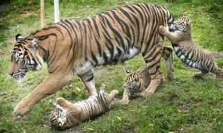 Rare Tiger Devours Own Cubs at Zoo