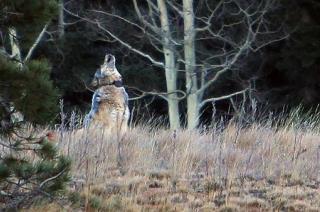 Rare Gray Wolf in Utah Shot by Mistake