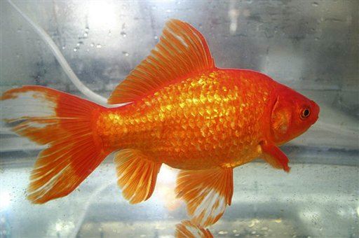 Surgery Saves Constipated Goldfish