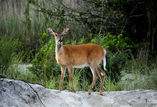 Wisconsin Hunter Shoots Deer, She Strikes Back