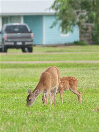 Missouri Town Hosting Vigil for Dead Deer